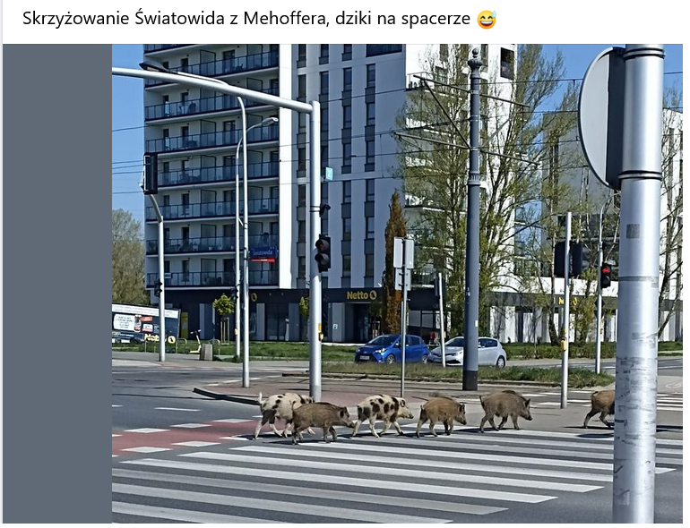 Mieszkańcy na lokalne facebookowe grupy wrzucają zdjęcia dzików.