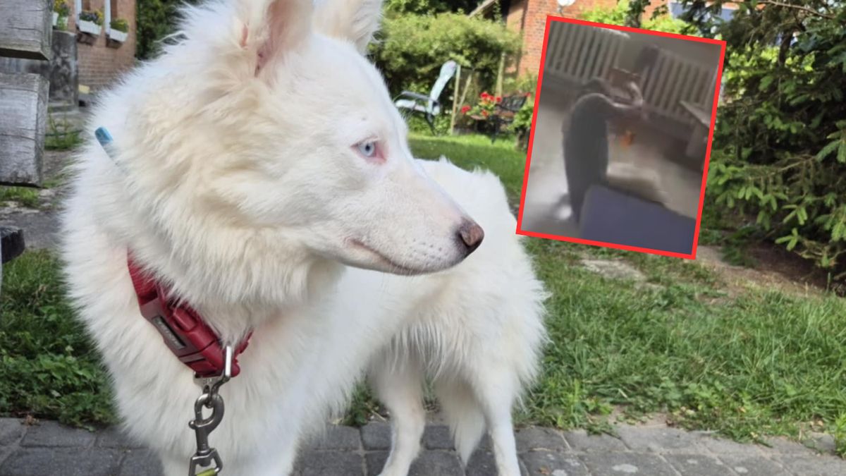  Dogoterapeuta z Pietrzykowa został oskarżony o przemoc wobec psa 