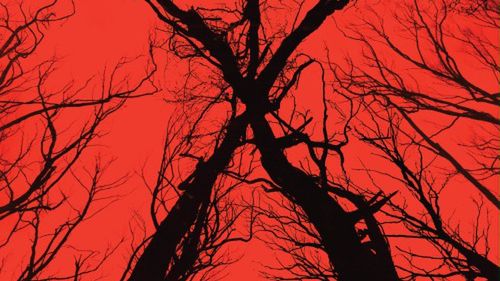 Plakat filmu ''Blair Witch'' (2016)