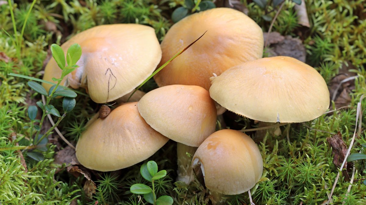 Płachetka zwyczajna rośnie pospolicie w lasach