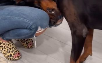 Pies kładzie głowę w ten sposób? Lepiej nie ignoruj