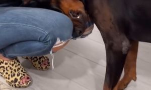 Pies kładzie głowę w ten sposób? Lepiej nie ignoruj