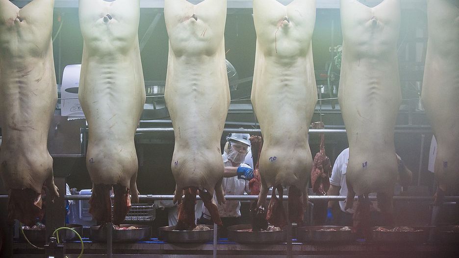 Ukradł 20 smakowitych boczków, nie zdążył ich zjeść