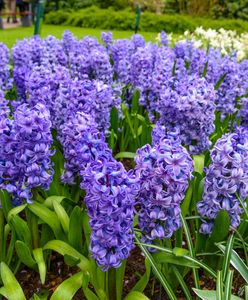 Hiacynt – kwiat zwiastujący wiosnę. Jak go uprawiać, żeby pięknie kwitł?