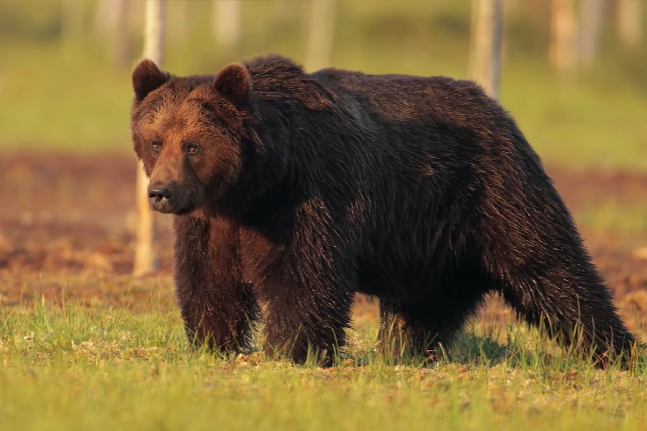 Fotograf spędził 15 godzin wśród wilków i niedźwiedzi