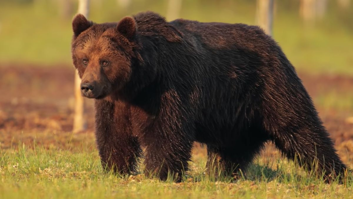 Fotograf spędził 15 godzin wśród wilków i niedźwiedzi 1