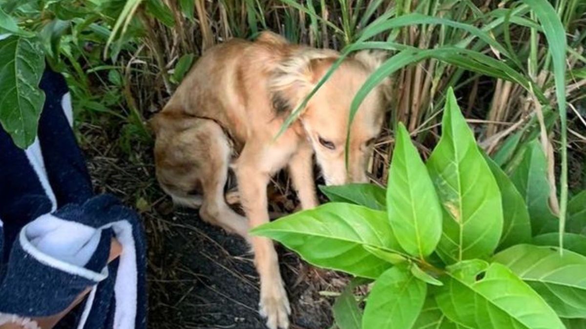 Gdy para znalazła psa, był on wychudzony oraz mocno pogryziony przez kleszcze