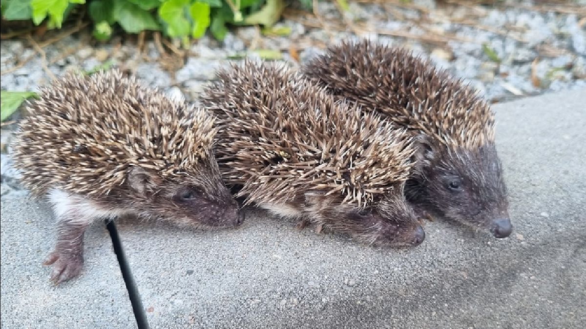Malutkie jeżyki były śmiertelnie przerażone