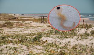 Znaleźli na plaży "potwory spaghetti". Wyglądają jak gałki oczne