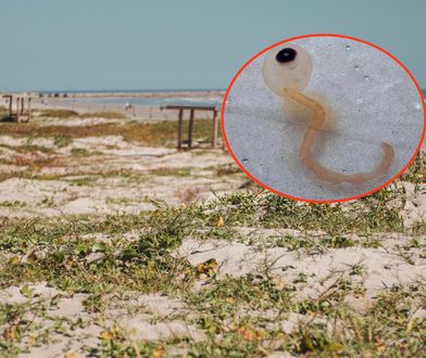 Znaleźli na plaży "potwory spaghetti". Wyglądają jak gałki oczne