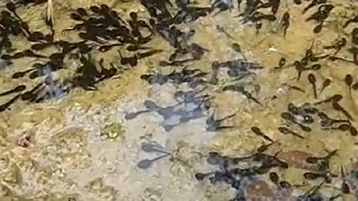 Szok! Nagrał setki małych żab. 