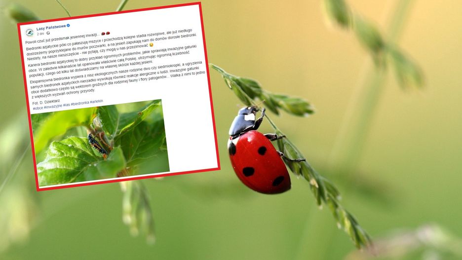 Biedronka azjatycka. Czy jest groźna? Leśnicy ostrzegają przed plagą