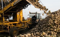 Polscy rolnicy boją się o uprawy buraków. Winna niemiecka firma?