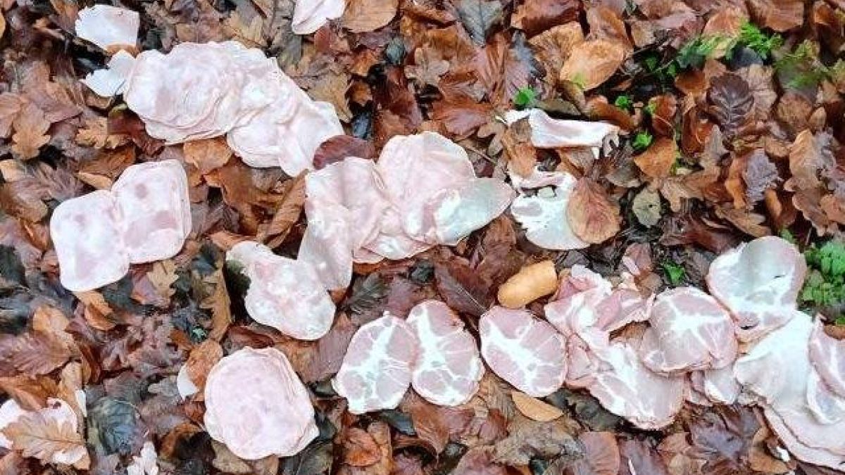 Leśnicy pokazali, co znaleźli w polskich lasach