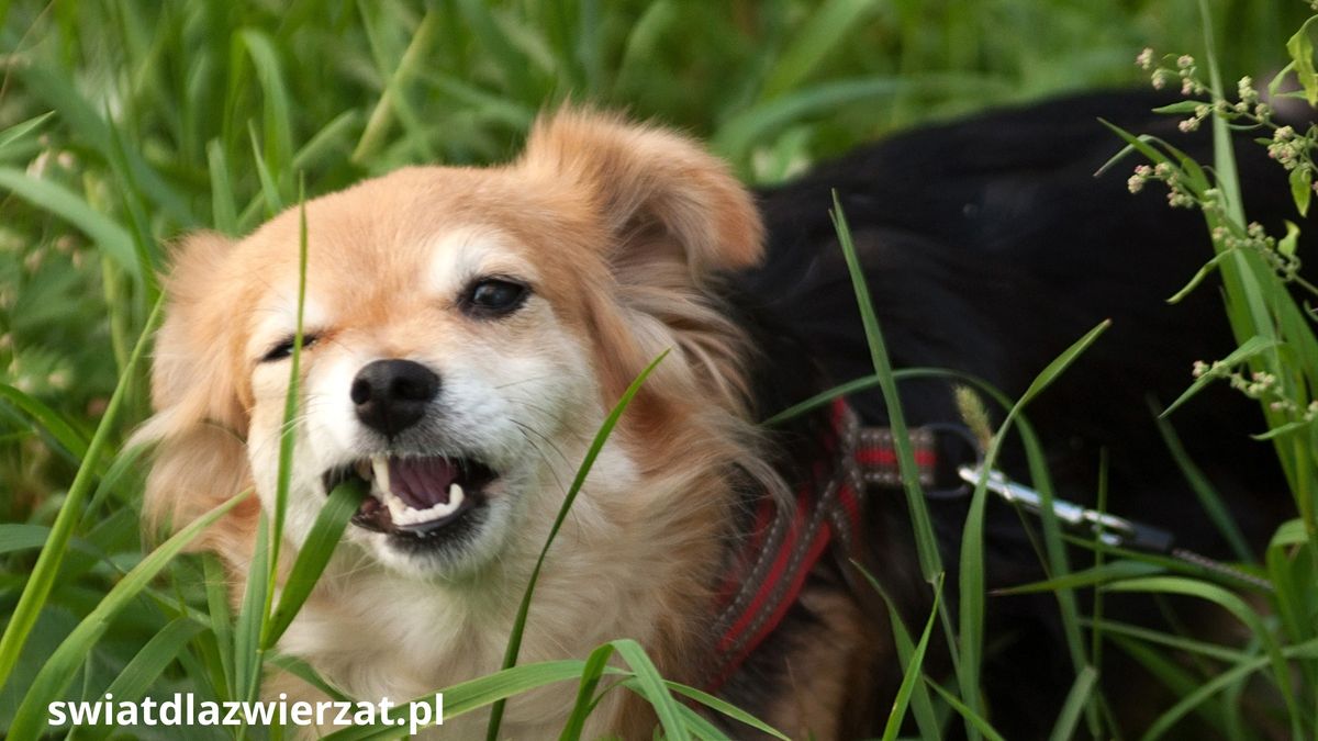 dlaczego pies je trawę