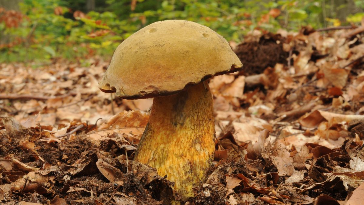 Tak wygląda borowik ponury