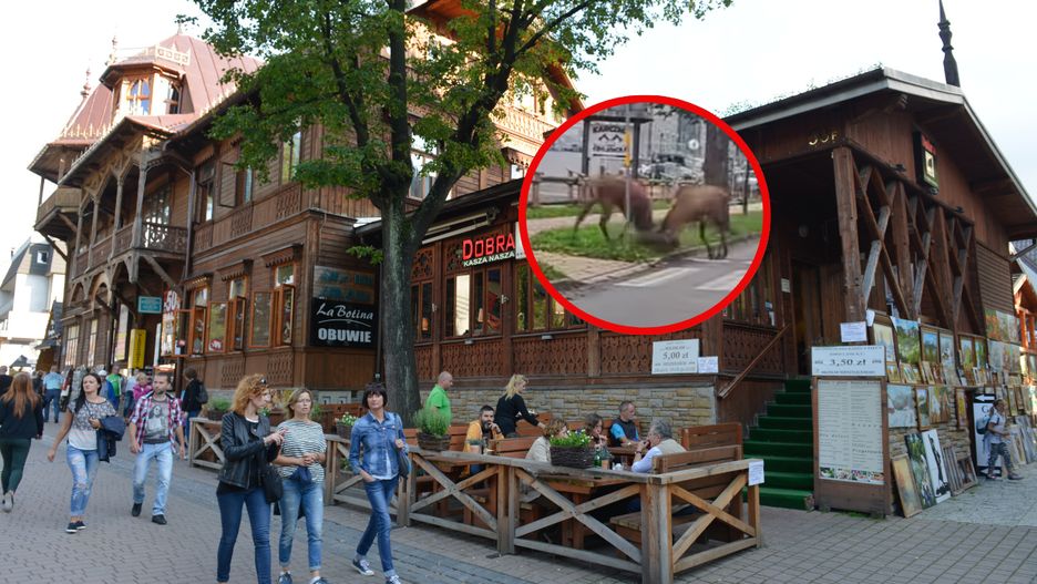 Walka jeleni w Zakopanem