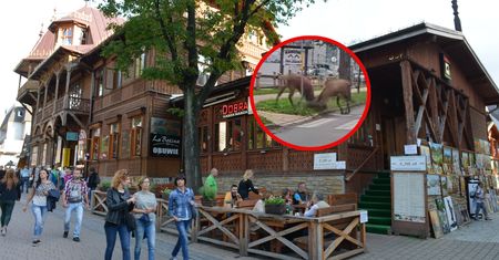 Cała ulica stanęła. Jelenie na nic nie zwracały uwagi