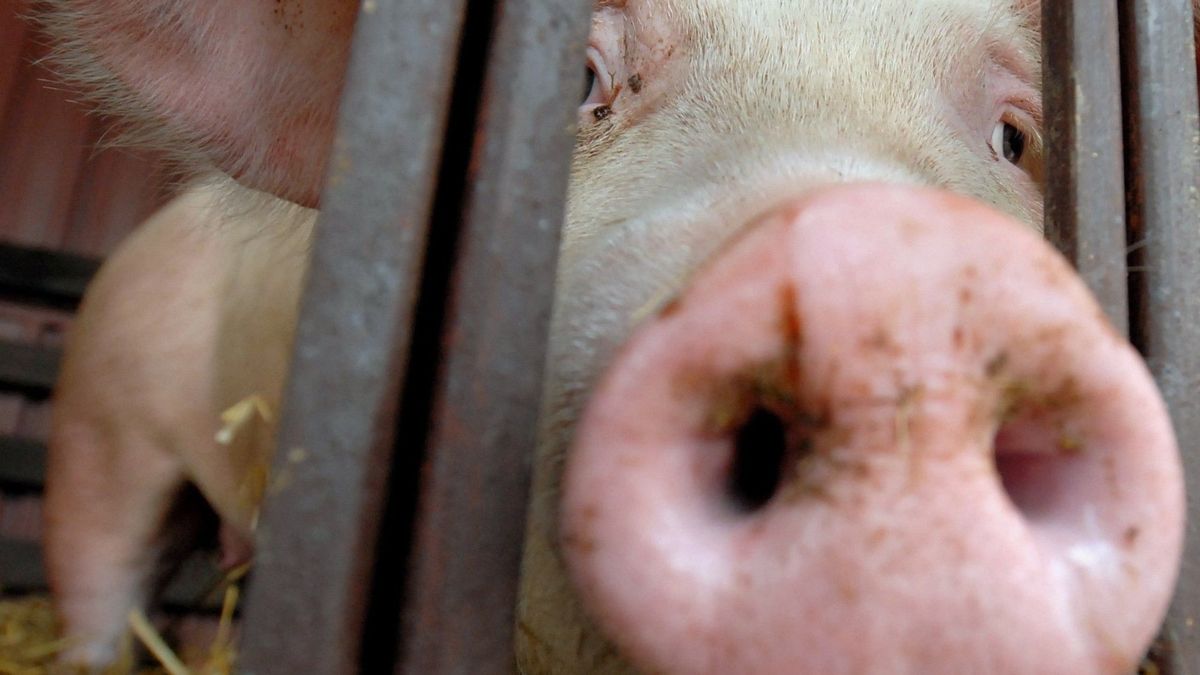 Kilkudziesięciu rolników od rana blokuje wjazd do zakładu mięsnego w Wieruszowie