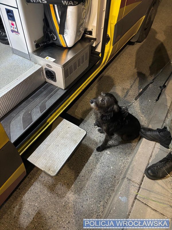 Sunia nie opuściła swojego właściciela