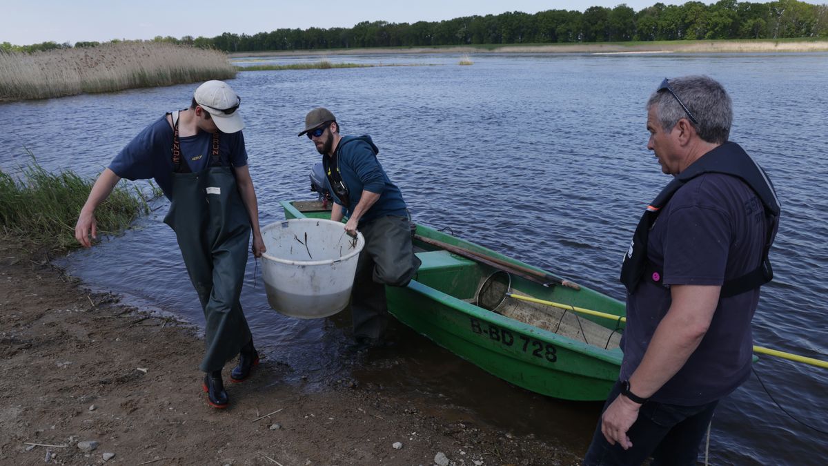 LEBUS, GERMANY - MAY 12: Field researchers from the Leibnitz Institute for Freshwater Ecology and Inland Fisheries (IGB) arrive to measure and record the lengths of different kinds of fish they caught and will release back into the Oder River on May 12, 2023 near Lebus, Germany. The data collection is part of efforts to assess how well the river is recovering from the catastrophic mass fish die-off of last year. High temperatures, low river levels and salt likely dumped from industry upriver in Poland combined to create a toxic algae bloom that released a toxin killing a huge number of fish in the river's worst environmental disaster ever. Scientists are cautiously optimistic, noting that while current quantities of fish in the river are well below average, the high precipitation of recent months led to favourable spawning conditions and initial results. (Photo by Sean Gallup/Getty Images)