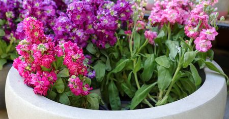 Sprawdzi się zamiast pelargonii. Możesz już ją wysiewać