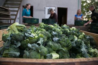 Większe zbiory zbóż, niższe ceny skupu