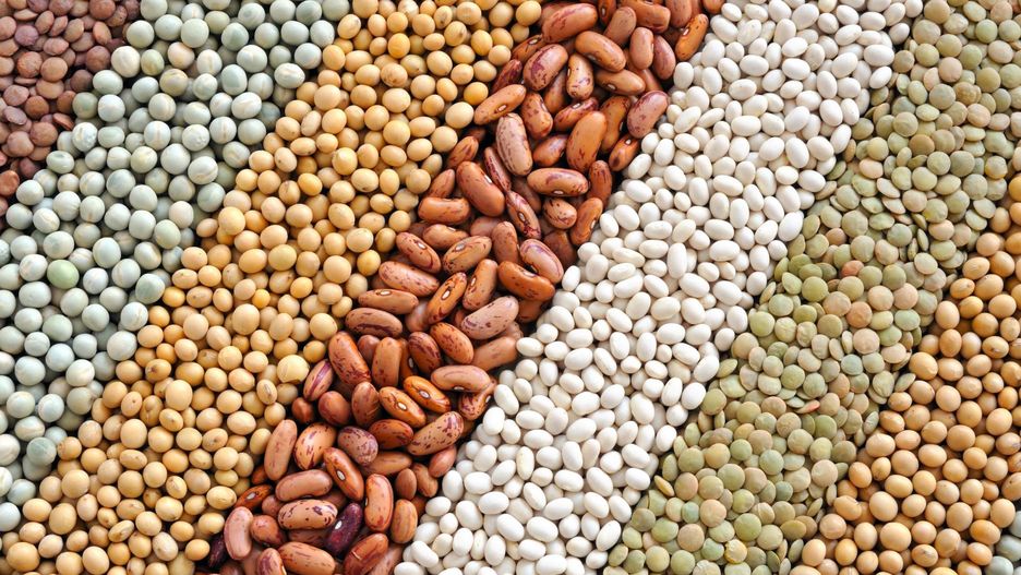 Rośliny strączkowe są bogatym źródłem błonnika