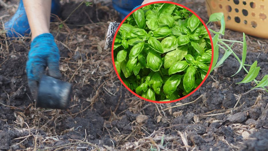 Jakie rośliny odstraszają pająki?