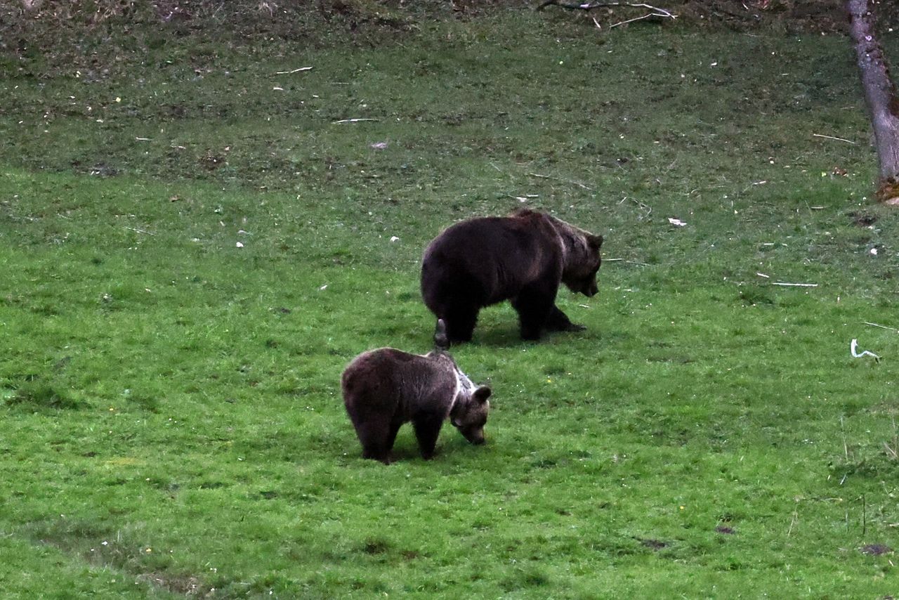 A Slovak went mushroom picking. He was attacked by a female bear (illustrative photo).