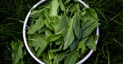 Nie tylko do zupy. Ten dziki liść znały nasze babcie, a teraz znów jest hitem