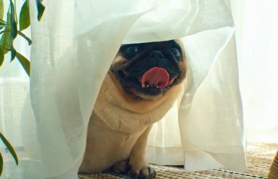 Pies Grzegorza Halamy zaginiony u Joanny Brodzik i Pawła Wilczaka w spocie SmartDomu (wideo)