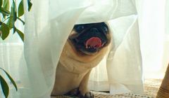 Pies Grzegorza Halamy zaginiony u Joanny Brodzik i Pawła Wilczaka w spocie SmartDomu (wideo)