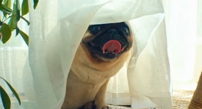 Pies Grzegorza Halamy zaginiony u Joanny Brodzik i Pawła Wilczaka w spocie SmartDomu (wideo)