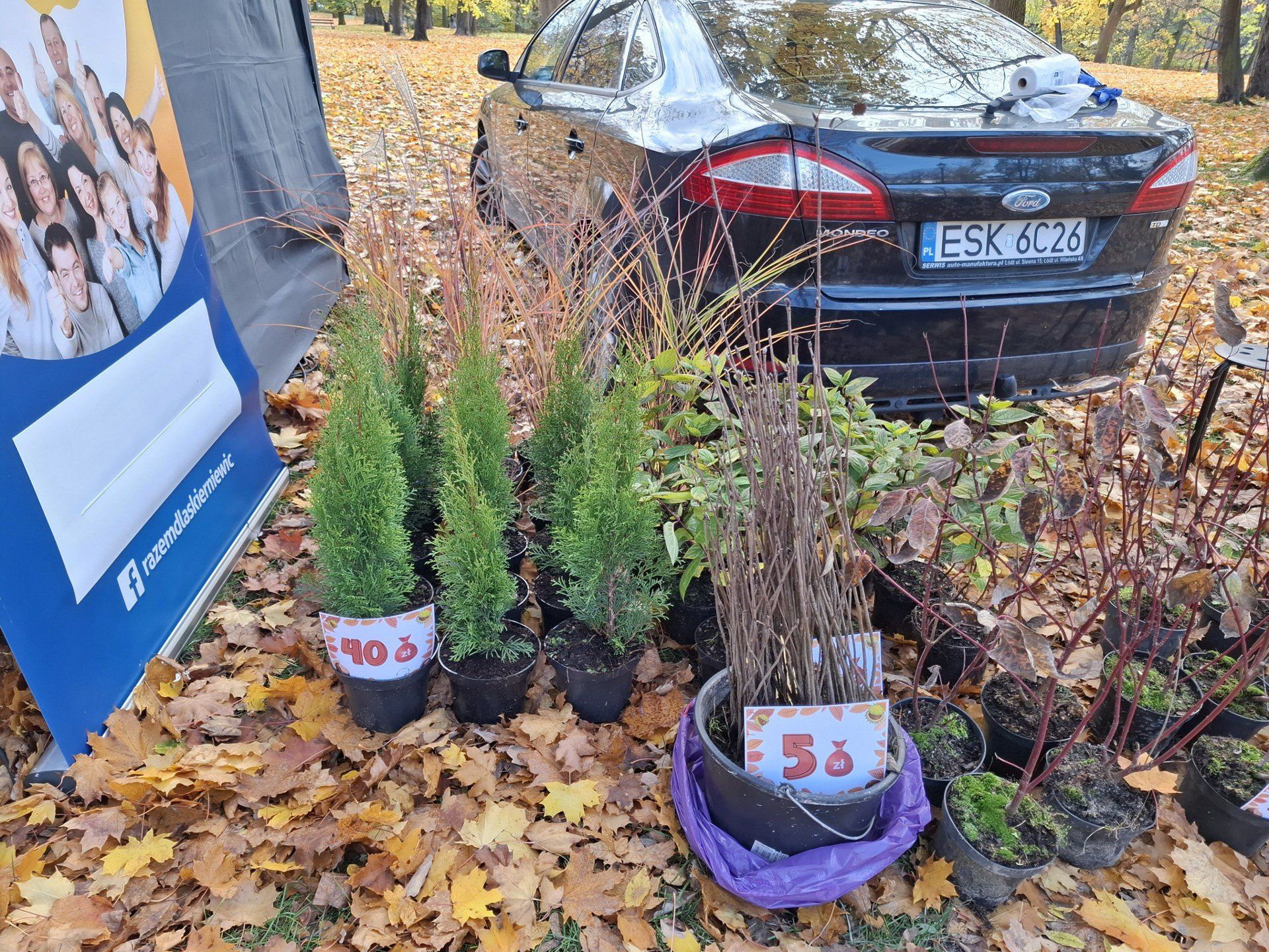 Trwa wielkie zbieranie kasztanów w parku miejskim. Zbierają mali i duzi