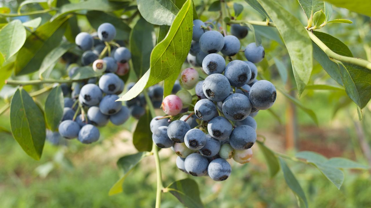 Blueberries, bilberries, and grapes are rich in antioxidants. There's nothing better for the heart and intestines.