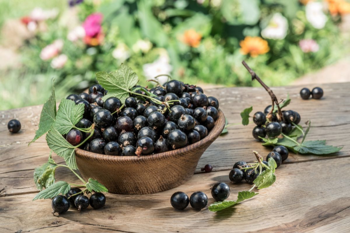 Did you know that black currant hides so many valuable properties?