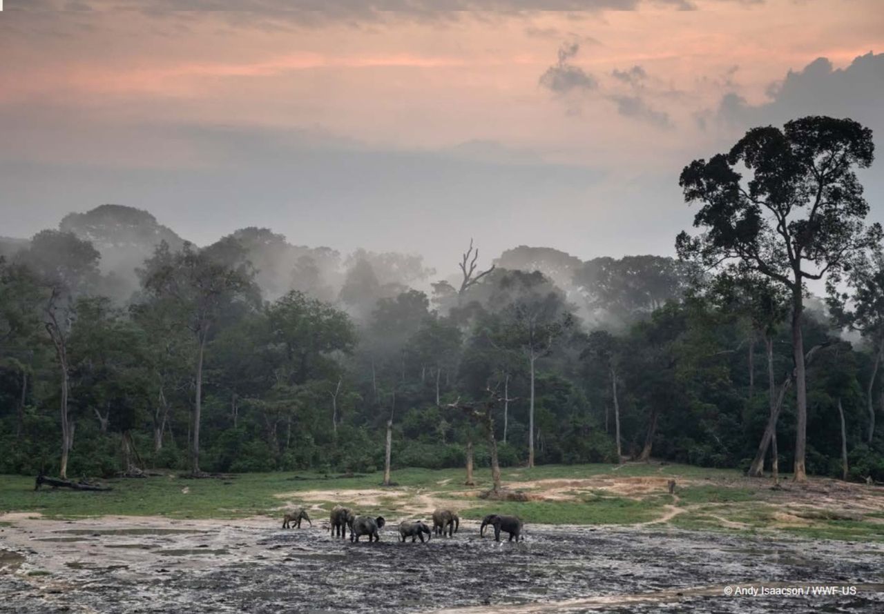 Central Africa's hidden treasures: 742 species discovered