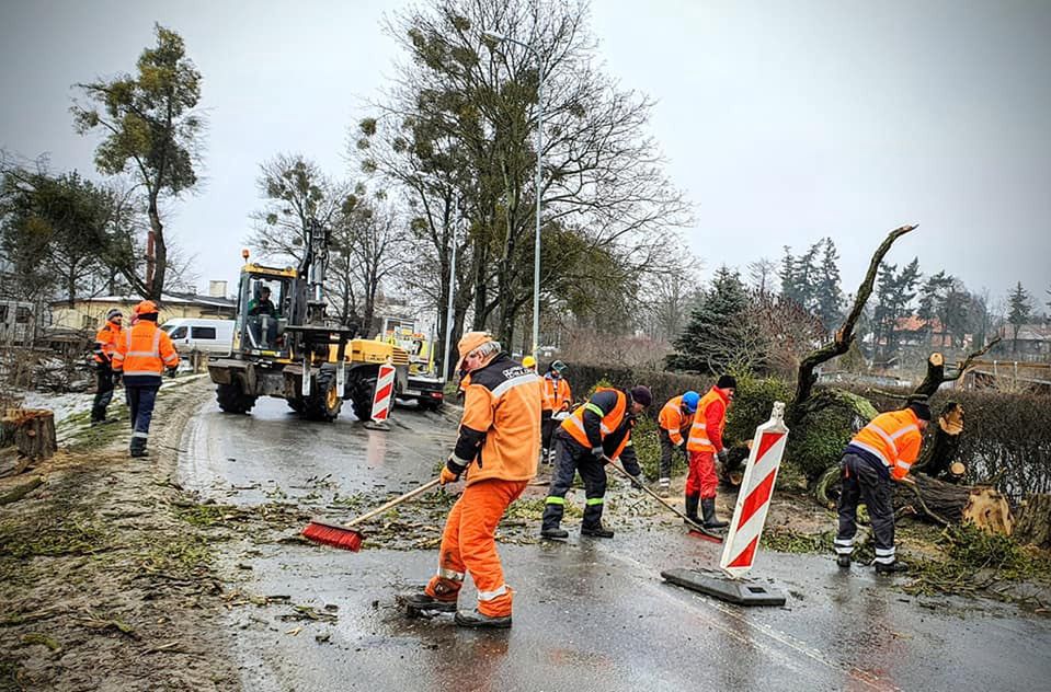 Oborniki Śląskie. Wycinka alei starych drzew. Mieszkańcy czują się oszukani