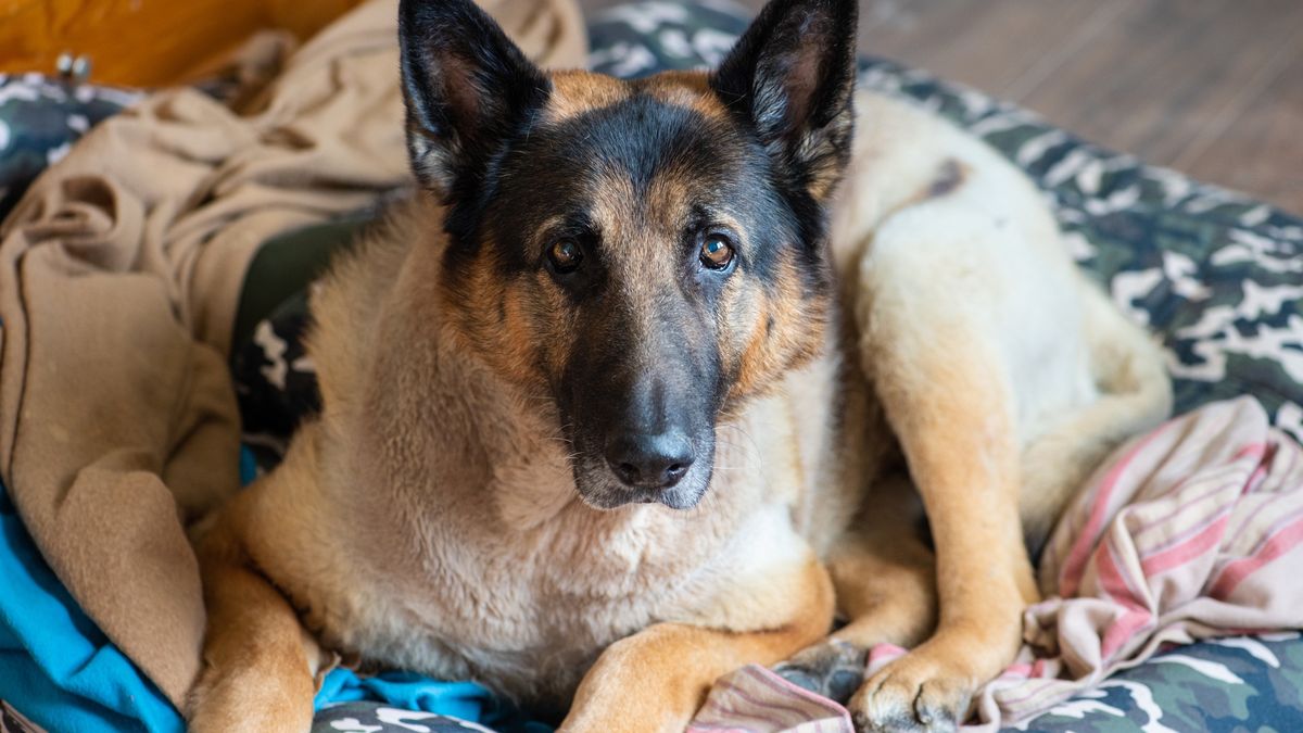 Elderly rescue lounging at home
An old and disabled german shepherd resting on his bed at his adopted family's home.
electravk