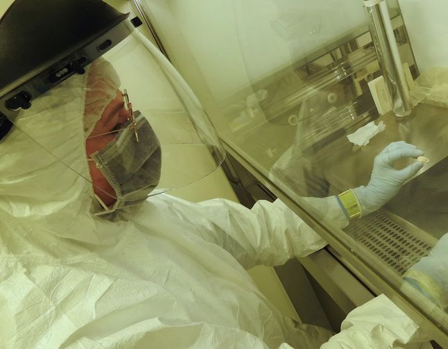 Ząb wapiti, w którym znaleziono ludzkie DNA
