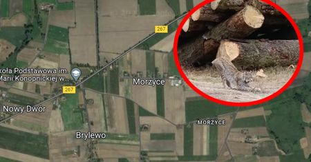 "Nie uwierzycie". Leśnicy pokazali zdjęcie. Pojawił się niedaleko Morzyc