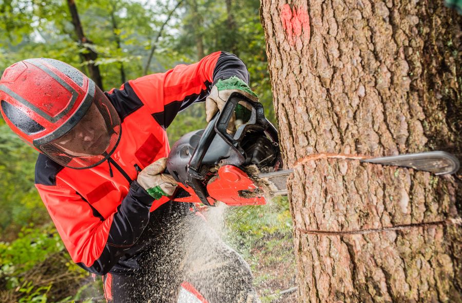 State Forests felling trees despite ministry’s decision, activists warn