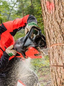 State Forests felling trees despite ministry’s decision, activists warn