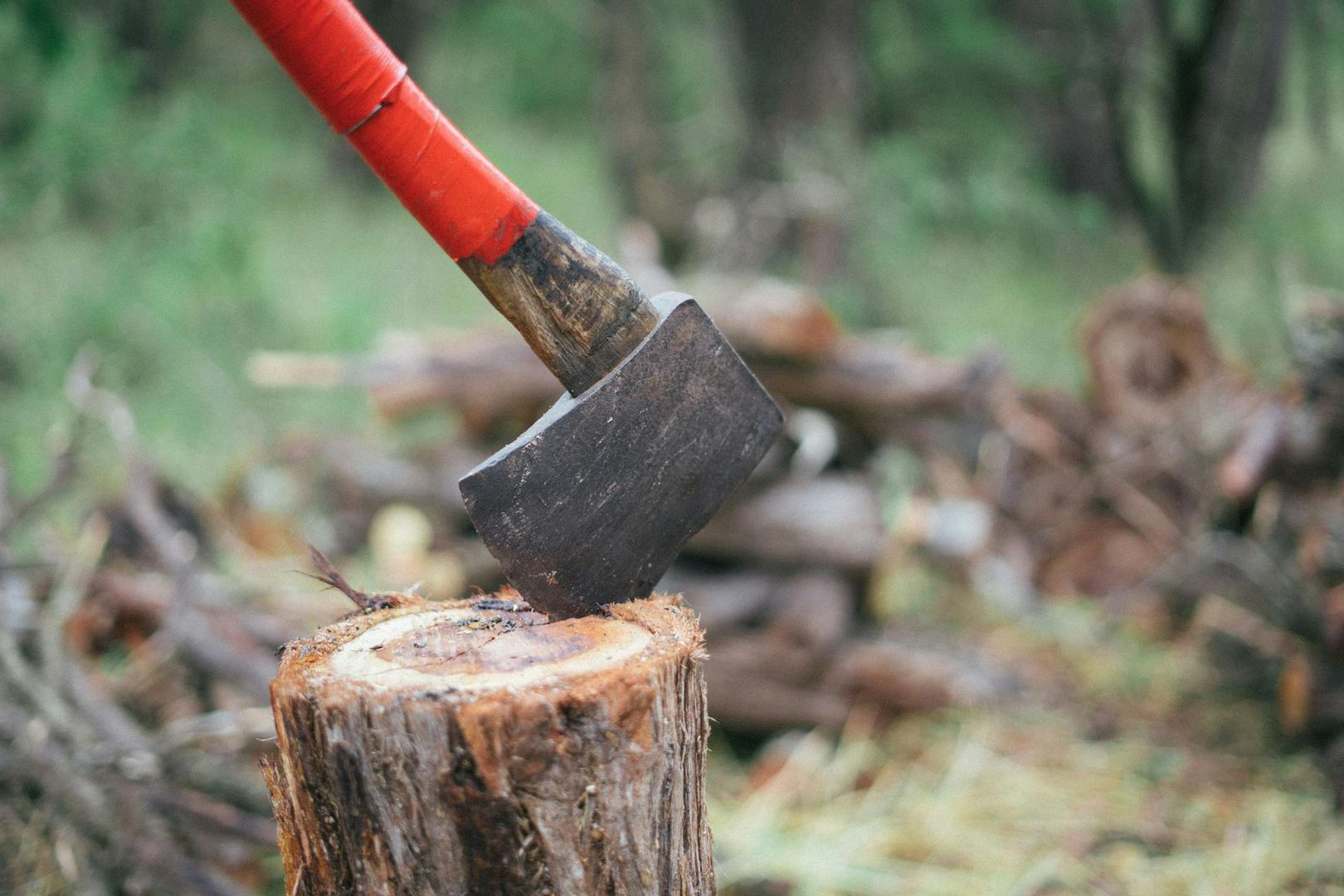 Wytną drzewa? Kontrowersje wokół planów budowy amfiteatru dla "Mazowsza"