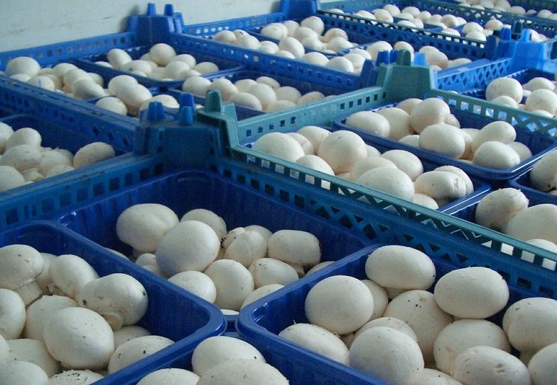 Jesteśmy potęgą. Co trzecia importowana pieczarka pochodzi z Polski