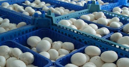 Brexit dotknął polskich eksporterów. Producenci pieczarek muszą podnosić ceny