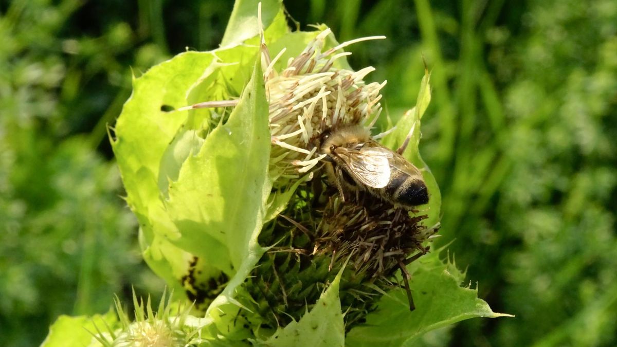 Ostrożeń warzywny. Jak wygląda, jakie ma właściwości?