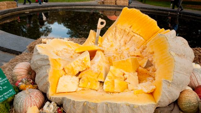 Co można wyrzeźbić z 825-kilogramowej dyni? 1