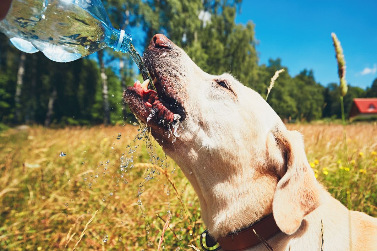 Should you take the dog out in the heat?